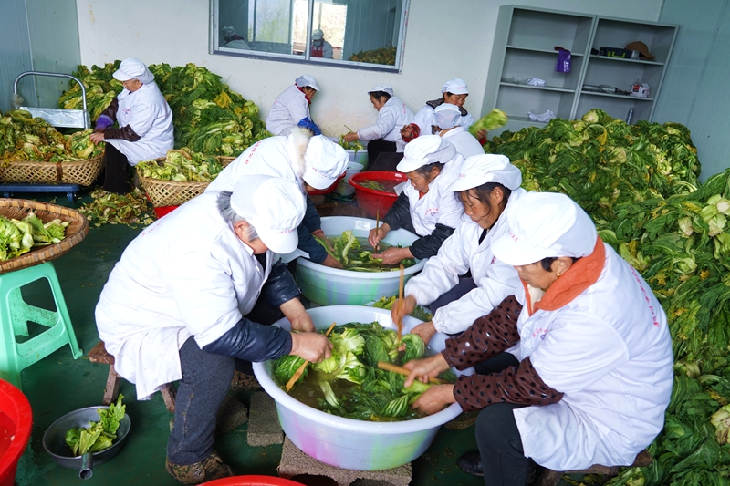 建南咸菜加工中(受访者供图).jpg 建南咸菜加工中(受访者供图).jpg