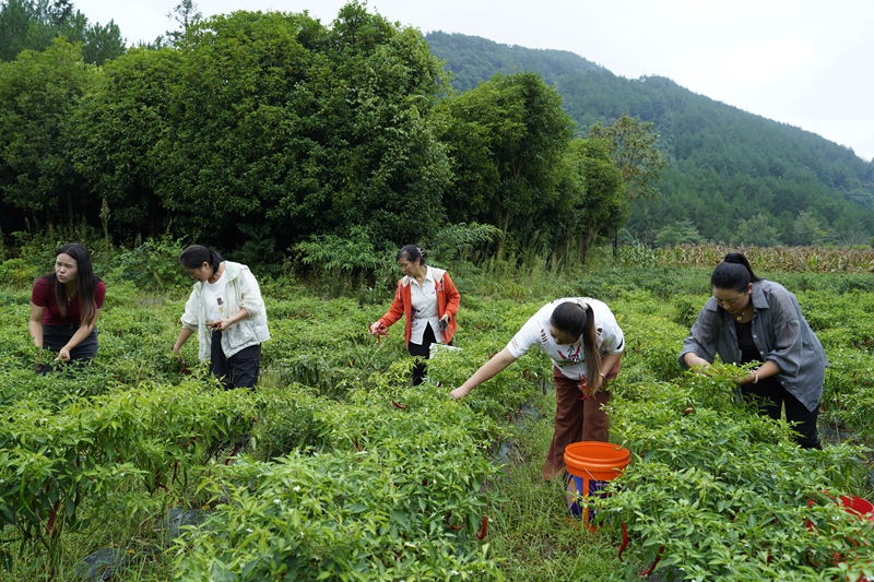 左二费远康,繁荣村村民们正在田野间采摘辣椒.jpg 左二费远康,繁荣村村民们正在田野间采摘辣椒.jpg