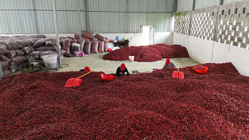 利川市康祥辣椒种植专业合作社内工人们正在筛选、打包、整理干辣椒成品1.jpg 利川市康祥辣椒种植专业合作社内工人们正在筛选、打包、整理干辣椒成品1.jpg