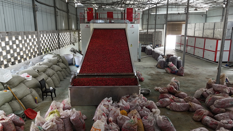 利川市康祥辣椒种植专业合作社内链式烘干机正在运转烘干鲜辣椒.jpg 利川市康祥辣椒种植专业合作社内链式烘干机正在运转烘干鲜辣椒.jpg