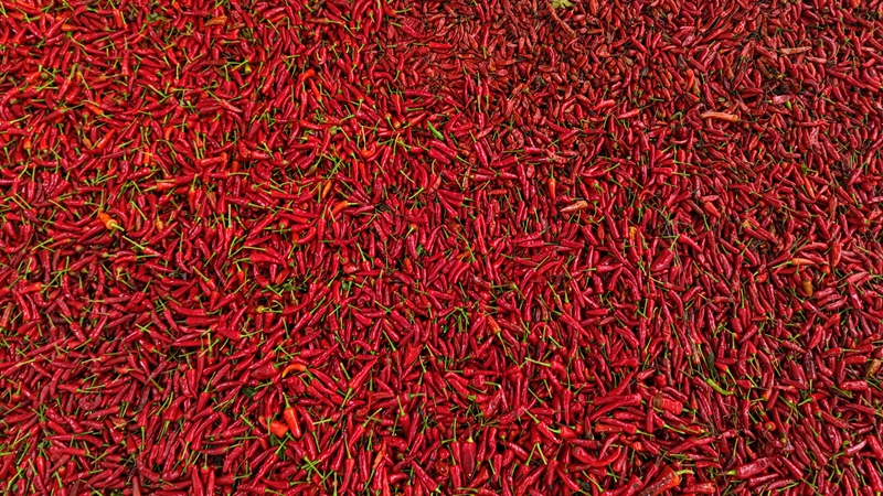 成熟的红色鲜椒2.jpg 成熟的红色鲜椒2.jpg