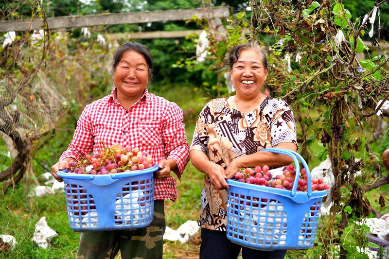 17.在位于孟津区常袋镇的洛阳科瑞林业有限公司果园内,一串串红提葡萄挂在枝头,让人垂涎欲滴。.jpg 17.在位于孟津区常袋镇的洛阳科瑞林业有限公司果园内,一串串红提葡萄挂在枝头,让人垂涎欲滴。.jpg