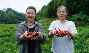 沙溪乡:小辣椒撬动大产业 8500亩辣椒田的富民密码