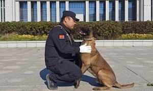 “犬”力以赴 使命必达