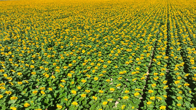 7月13日，航拍新疆生产建设兵团第十师北屯市一八八团一块条田里的向日葵。李正虎摄.jpg