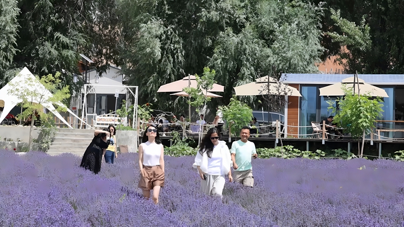 游客在‌第四师‌可克达拉市树夏民宿附近的薰衣草田游玩 杨俊钦 摄.jpg