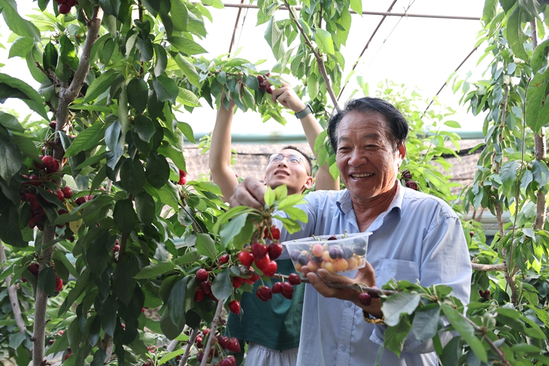 红星一场三连设施农业大棚樱桃喜获丰收。资料图片。第十三师融媒体中心记者张国锋摄.jpg