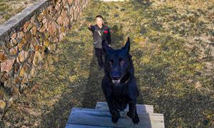 警犬练兵进行时