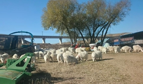 达拉特旗枳机塔村:养羊“领头羊”带火致富路 乡村振兴绘就现代小康图