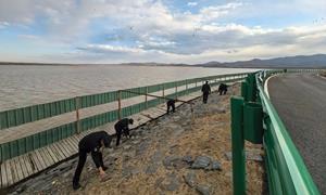 万鸟翔吉!守护敬信湿地候鸟迁徙 “平安通道”