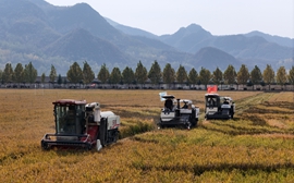 汝阳县东保村：千亩稻田开镰收割 金色田野满溢“丰”景