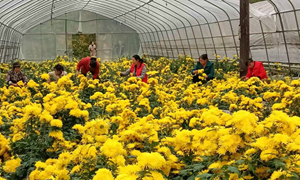 骆驼项村:金菊开出“致富花” 香飘乡村振兴路