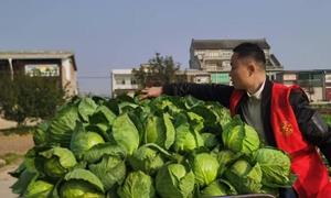 志愿红点亮三秋路 丰收黄照亮千万家