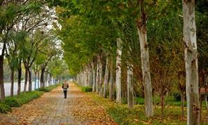 推行“落叶缓扫” 绘就城市诗意画卷