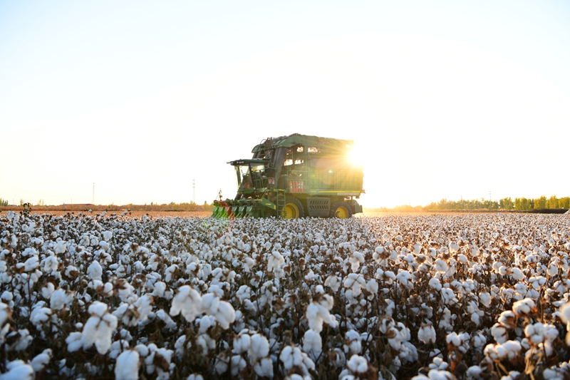 在新疆生产建设兵团第六师新湖农场的一块棉田里,采棉机在采收棉花。蒲子璇 摄.jpg 在新疆生产建设兵团第六师新湖农场的一块棉田里,采棉机在采收棉花。蒲子璇 摄.jpg