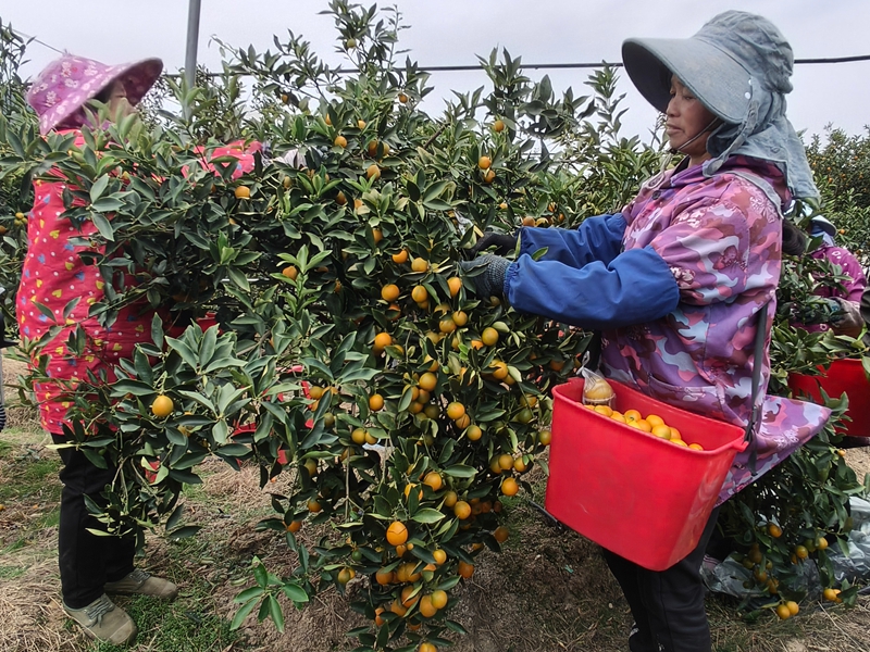 图6 在融安县金桔产业示范区，村民在忙着采摘金桔_.jpg