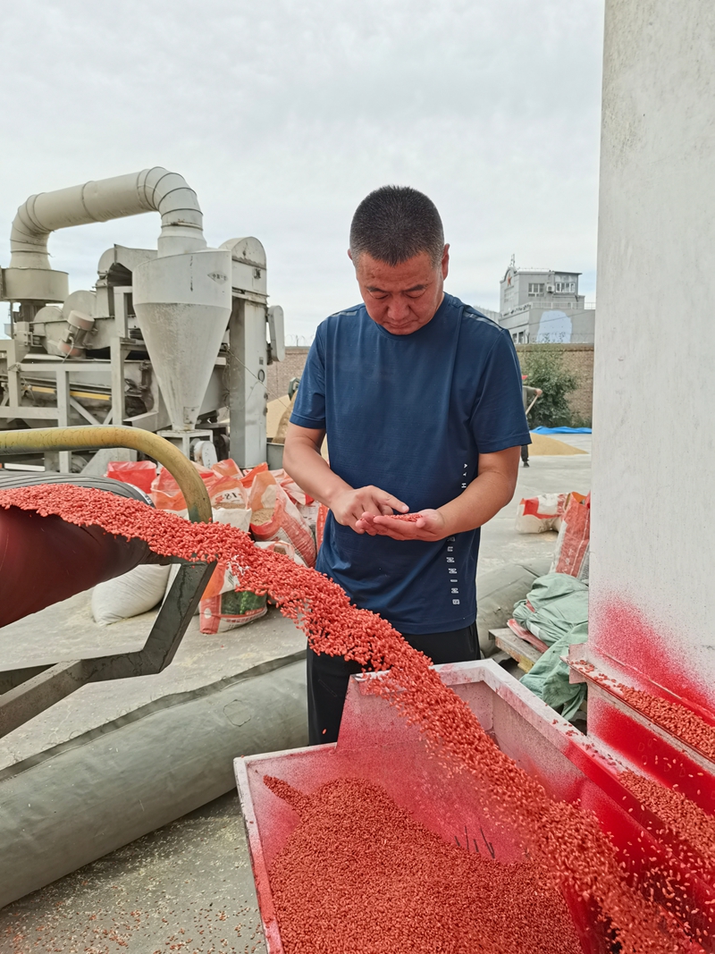 谢建仁查看今年收购种子的包衣情况。周婷婷 摄.jpg 谢建仁查看今年收购种子的包衣情况。周婷婷 摄.jpg