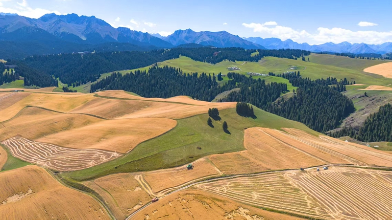 奇台农场三十连职工正在收割小麦。 李华北 摄1.jpg 奇台农场三十连职工正在收割小麦。 李华北 摄1.jpg