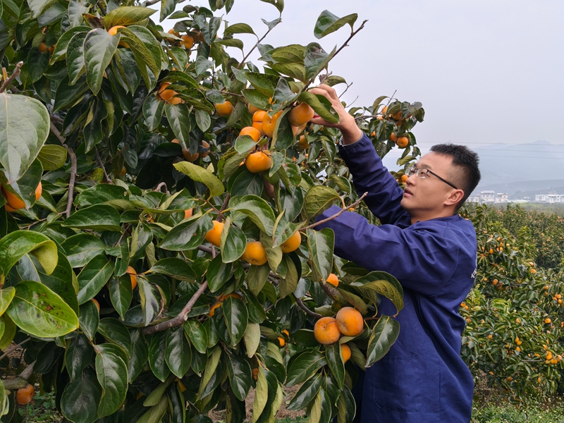 西岭镇杨溪村朝川屯柿子种植基地,村民正在采摘柿子。.jpg 西岭镇杨溪村朝川屯柿子种植基地,村民正在采摘柿子。.jpg