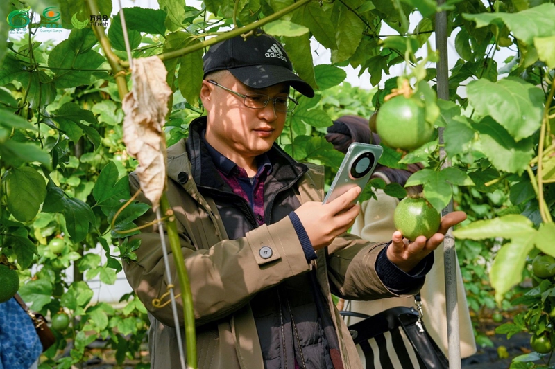 采购商实地参观考察百香果.jpg 采购商实地参观考察百香果.jpg