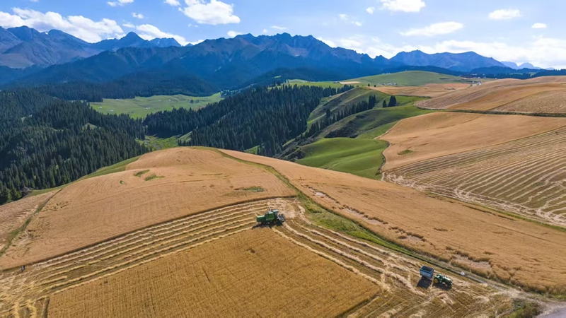 奇台农场三十连职工正在收割小麦。 李华北 摄.jpg 奇台农场三十连职工正在收割小麦。 李华北 摄.jpg