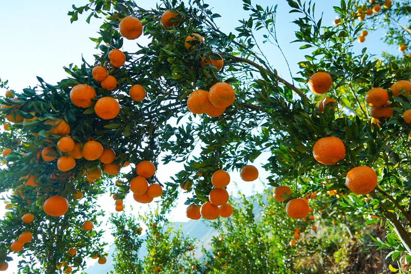 12月18日，在威宁自治县海坪村橘子种植基地，金黄的橘子缀满枝头，压弯了树枝。（卯升林 摄）.jpg