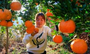 贵州威宁:“三跑地”上结硕果 橘子园里话丰收