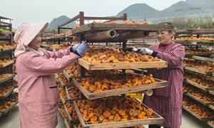 广西恭城:小柿子大产业 甜日子好前景