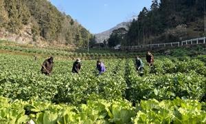 科技引领 农资护航 恩施市按下春耕生产“加速键”