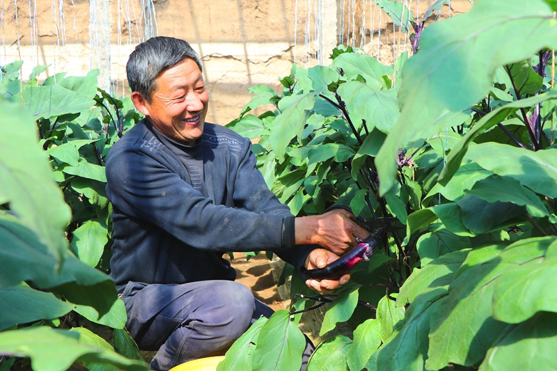 民勤种植户采摘经“水肥一体化系统”栽培的茄子.jpg