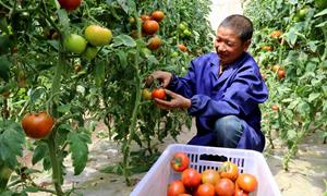 甘肃民勤：多维度发力 精绘乡村振兴丰饶长卷