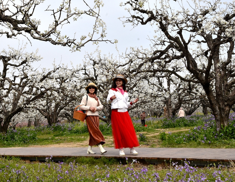 游客在砀山梨园里观赏梨花美景.JPG
