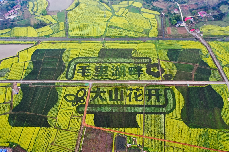毛里湖大山花海.jpg