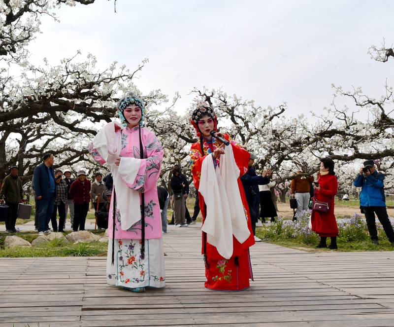 游客在砀山梨园里欣赏国家级非遗——砀山四平调戏曲.JPG