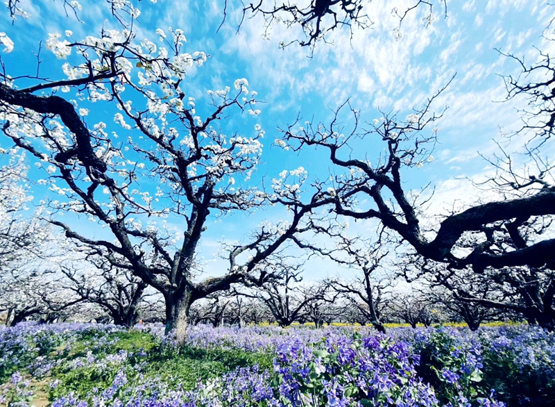 砀山梨园梨花盛开美景.jpg