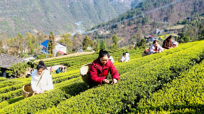 采茶工正在采茶.jpg