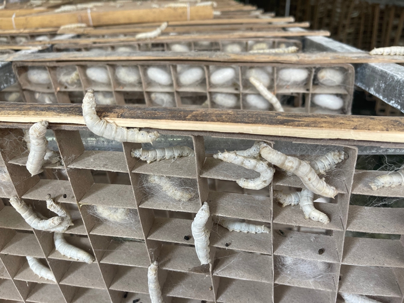 蚕宝宝寻找合适位置吐丝结茧.jpg
