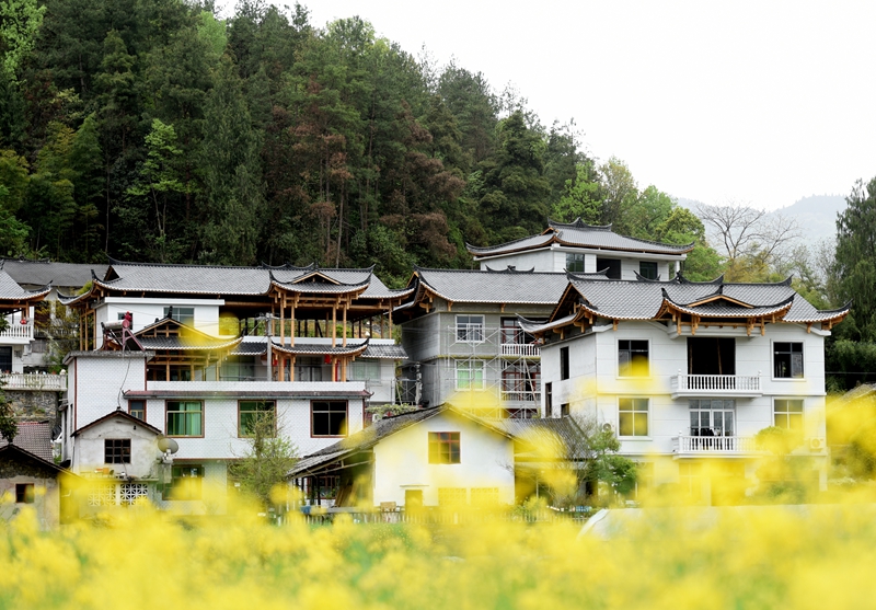 油菜花掩映间，青瓦白墙错落有致。.jpg