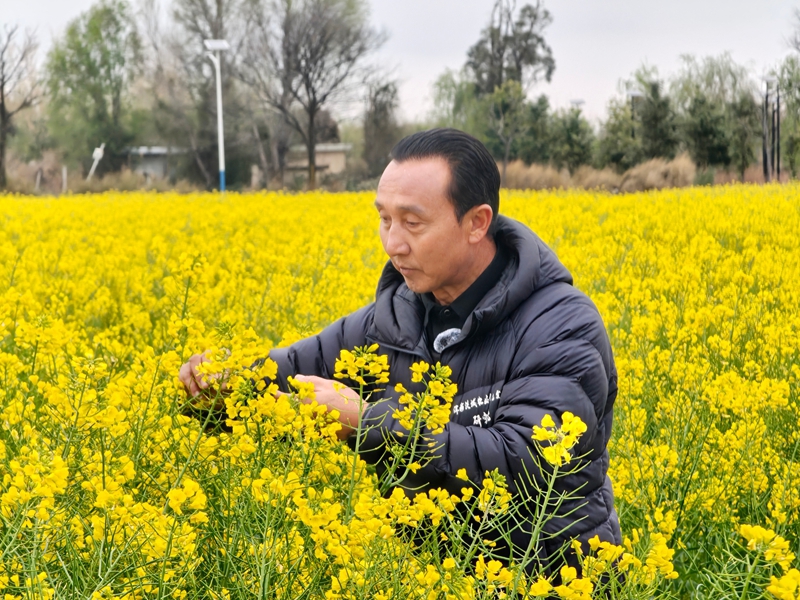 古生村村民何利成，被聘请为古生村科技小院的校外导师，图为何利成在田间查看油菜长势，.jpg