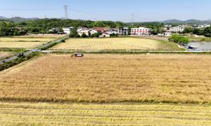 浮山街道白鹤村：菜籽飘香收割忙“油稻”轮作助增收