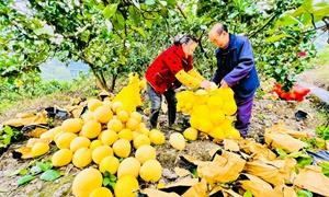 湖北宣恩“真金白银”扶持白柚产业