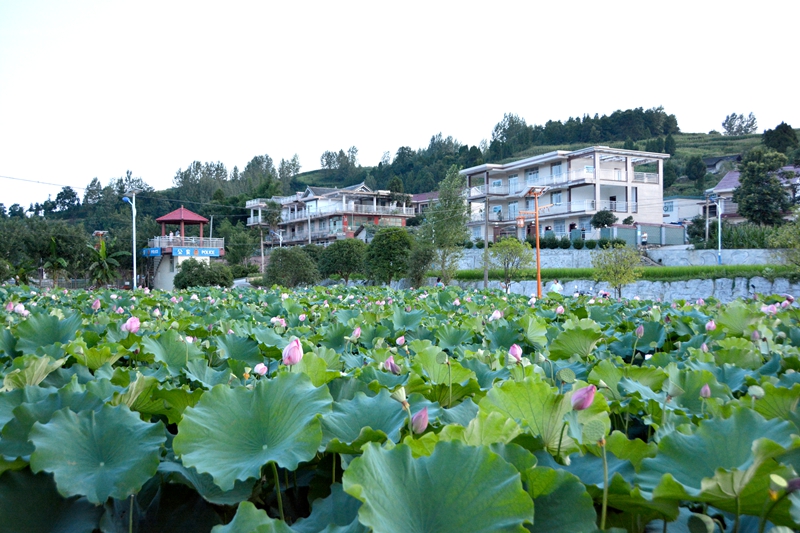 贵州省毕节市金沙县安底镇桂花村新农村民居（桂花村供图）.jpg