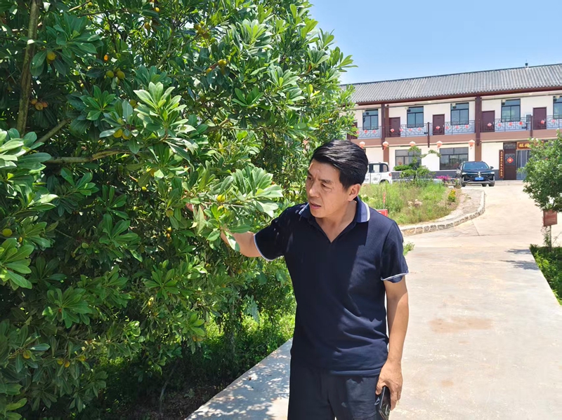柳诲顺查看杨梅长势.jpg