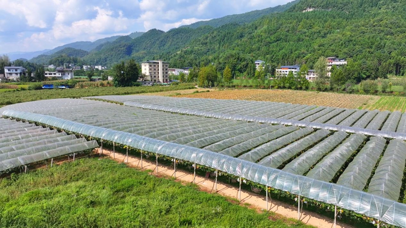 齐跃桥村农聚福葡萄园.jpg