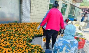“花”样振兴！蚂蚁河乡“两山”理念绘就美丽乡村新画卷