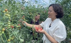 白鹤村：瓜果飘香迎丰收 四季鲜果引客来