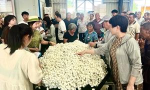 嵩县：“小蚕茧”织就助农增收新画卷