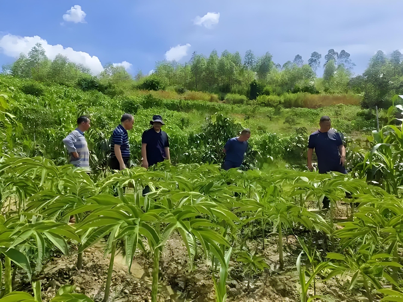 工作人员在陕西省安康市汉滨区恒口查看魔芋生长情况.jpg 工作人员在陕西省安康市汉滨区恒口查看魔芋生长情况.jpg