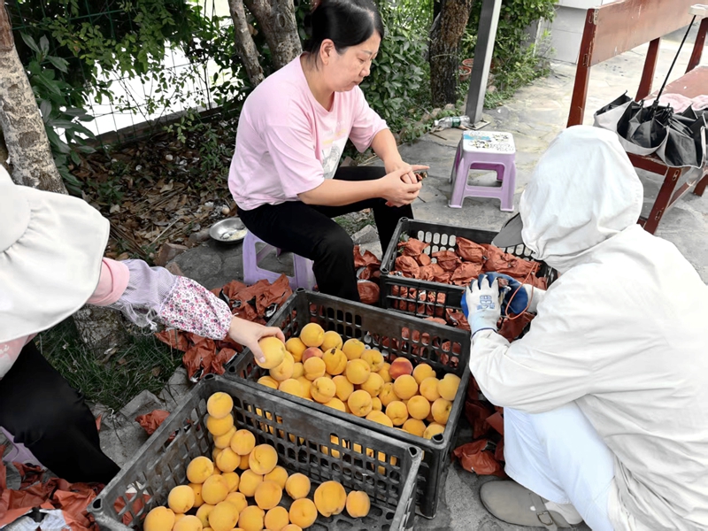 略阳县黑河镇高家坎村果农正在检验采摘的黄桃.jpg