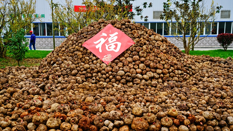 成熟的魔芋不断给村民创造幸福.jpg 成熟的魔芋不断给村民创造幸福.jpg